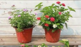 最新爆料暴雪视频下载软件,最新爆料带你畅享游戏精彩瞬间